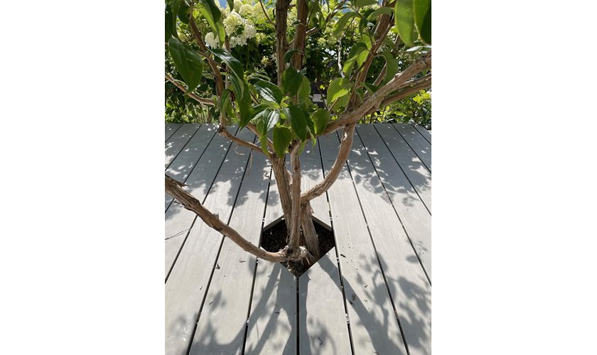 Terrassenboden Accoya